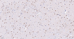BAF53A Antibody in Immunohistochemistry (Paraffin) (IHC (P))