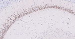 BAF53A Antibody in Immunohistochemistry (Paraffin) (IHC (P))