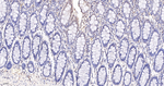 BAF53A Antibody in Immunohistochemistry (Paraffin) (IHC (P))