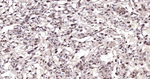 BAF53A Antibody in Immunohistochemistry (Paraffin) (IHC (P))