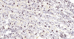 BAF53A Antibody in Immunohistochemistry (Paraffin) (IHC (P))