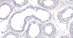 BAF53A Antibody in Immunohistochemistry (Paraffin) (IHC (P))