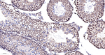 BAF53A Antibody in Immunohistochemistry (Paraffin) (IHC (P))