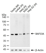 BAF53A Antibody in Western Blot (WB)