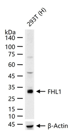 FHL1 Recombinant Rabbit Monoclonal Antibody (6F1)