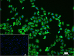 CYP1A2 Recombinant Rabbit Monoclonal Antibody (19B9)