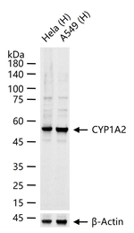 CYP1A2 Antibody in Western Blot (WB)