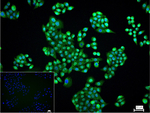 NuMA Recombinant Rabbit Monoclonal Antibody (10G4)