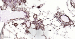 NuMA Antibody in Immunohistochemistry (Paraffin) (IHC (P))