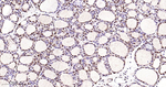 NuMA Antibody in Immunohistochemistry (Paraffin) (IHC (P))
