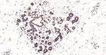 NuMA Antibody in Immunohistochemistry (Paraffin) (IHC (P))