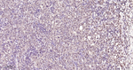 NuMA Antibody in Immunohistochemistry (Paraffin) (IHC (P))