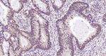NuMA Antibody in Immunohistochemistry (Paraffin) (IHC (P))