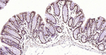 NuMA Antibody in Immunohistochemistry (Paraffin) (IHC (P))