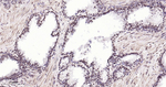 NuMA Antibody in Immunohistochemistry (Paraffin) (IHC (P))
