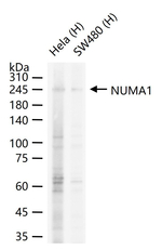 NuMA Antibody in Western Blot (WB)