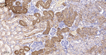 IGFBP7 Antibody in Immunohistochemistry (Paraffin) (IHC (P))