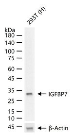 IGFBP7 Antibody in Western Blot (WB)
