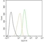 GLO1 Antibody in Flow Cytometry (Flow)