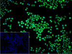 GLO1 Recombinant Rabbit Monoclonal Antibody (10D5)