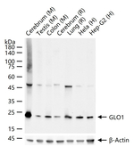 GLO1 Antibody in Western Blot (WB)