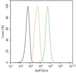 NUP153 Recombinant Rabbit Monoclonal Antibody (4B12)