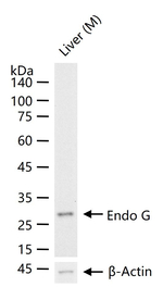ENDOG Recombinant Rabbit Monoclonal Antibody (10F16)