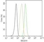 SEC23A Antibody in Flow Cytometry (Flow)