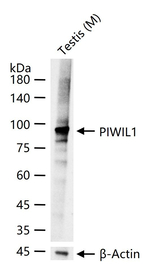 PIWIL1 Recombinant Rabbit Monoclonal Antibody (12A7)