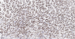 SFPQ Antibody in Immunohistochemistry (Paraffin) (IHC (P))