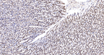 SFPQ Antibody in Immunohistochemistry (Paraffin) (IHC (P))