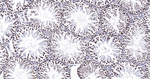 SFPQ Antibody in Immunohistochemistry (Paraffin) (IHC (P))