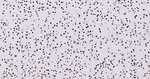 SFPQ Antibody in Immunohistochemistry (Paraffin) (IHC (P))