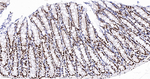 SFPQ Antibody in Immunohistochemistry (Paraffin) (IHC (P))