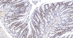 SFPQ Antibody in Immunohistochemistry (Paraffin) (IHC (P))