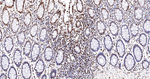 SFPQ Antibody in Immunohistochemistry (Paraffin) (IHC (P))