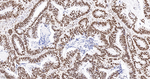 SFPQ Antibody in Immunohistochemistry (Paraffin) (IHC (P))