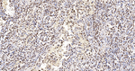 SFPQ Antibody in Immunohistochemistry (Paraffin) (IHC (P))