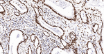 SFPQ Recombinant Rabbit Monoclonal Antibody (1E20)