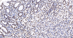 SFPQ Antibody in Immunohistochemistry (Paraffin) (IHC (P))