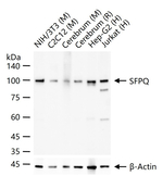 SFPQ Antibody in Western Blot (WB)