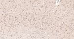 Cytochrome P450 Reductase Antibody in Immunohistochemistry (Paraffin) (IHC (P))