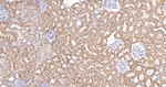 Cytochrome P450 Reductase Antibody in Immunohistochemistry (Paraffin) (IHC (P))