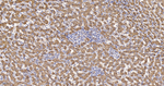 Cytochrome P450 Reductase Antibody in Immunohistochemistry (Paraffin) (IHC (P))