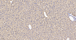 Cytochrome P450 Reductase Antibody in Immunohistochemistry (Paraffin) (IHC (P))