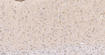 Cytochrome P450 Reductase Antibody in Immunohistochemistry (Paraffin) (IHC (P))