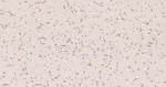 Cytochrome P450 Reductase Antibody in Immunohistochemistry (Paraffin) (IHC (P))