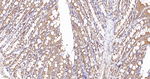 Cytochrome P450 Reductase Antibody in Immunohistochemistry (Paraffin) (IHC (P))
