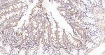 Cytochrome P450 Reductase Antibody in Immunohistochemistry (Paraffin) (IHC (P))