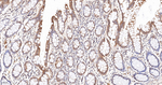 Cytochrome P450 Reductase Recombinant Rabbit Monoclonal Antibody (3F6)
